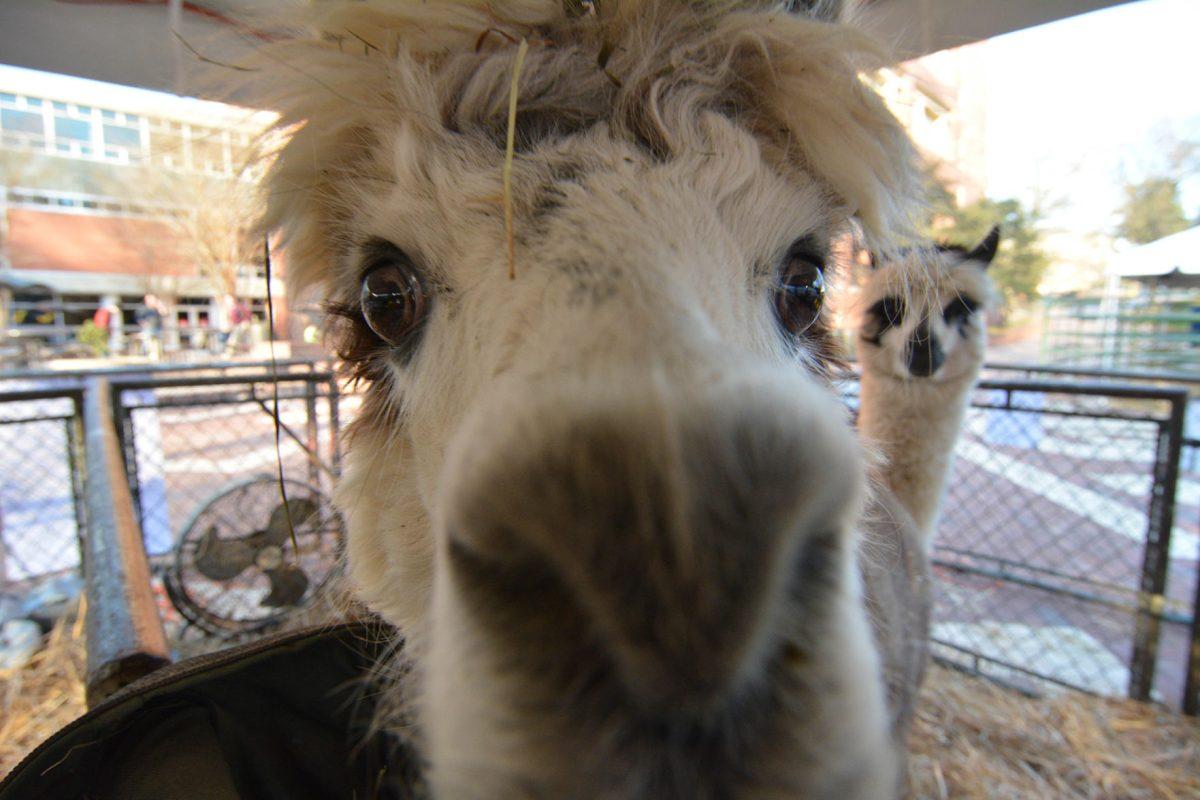 Rosemary, an alpaca turns around March 23, 2015 on the Brickyard during Ag Awareness Week. Ag Awareness Week is sponsored by Alpha Zeta and aims to promote awareness of agriculture in North Carolina. Photo by Chris Rupert