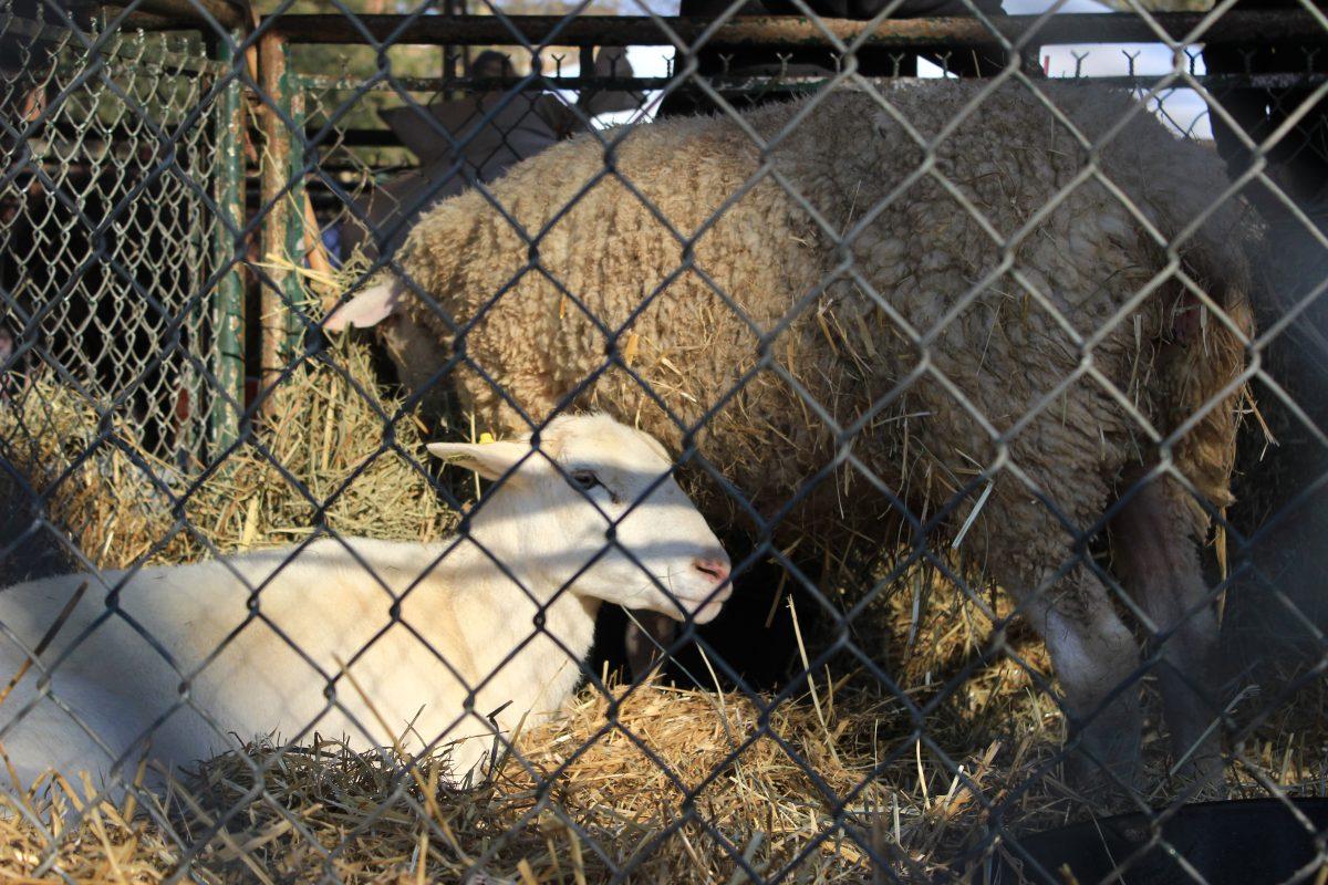 Ag Awareness Week