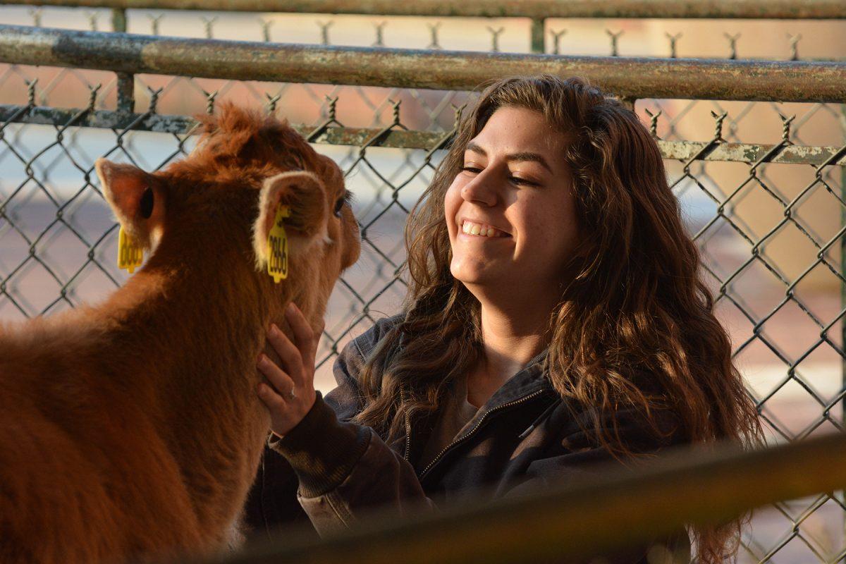 Paola Rodriguez, a junior in animal science pets Stella, a Jersey calf March 23, 2015 on the Brickyard as part of Ag Awareness Week. Ag Awareness Week, sponsored by Alpha Zeta, aims to promote agricultural awareness. Photo by Chris Rupert