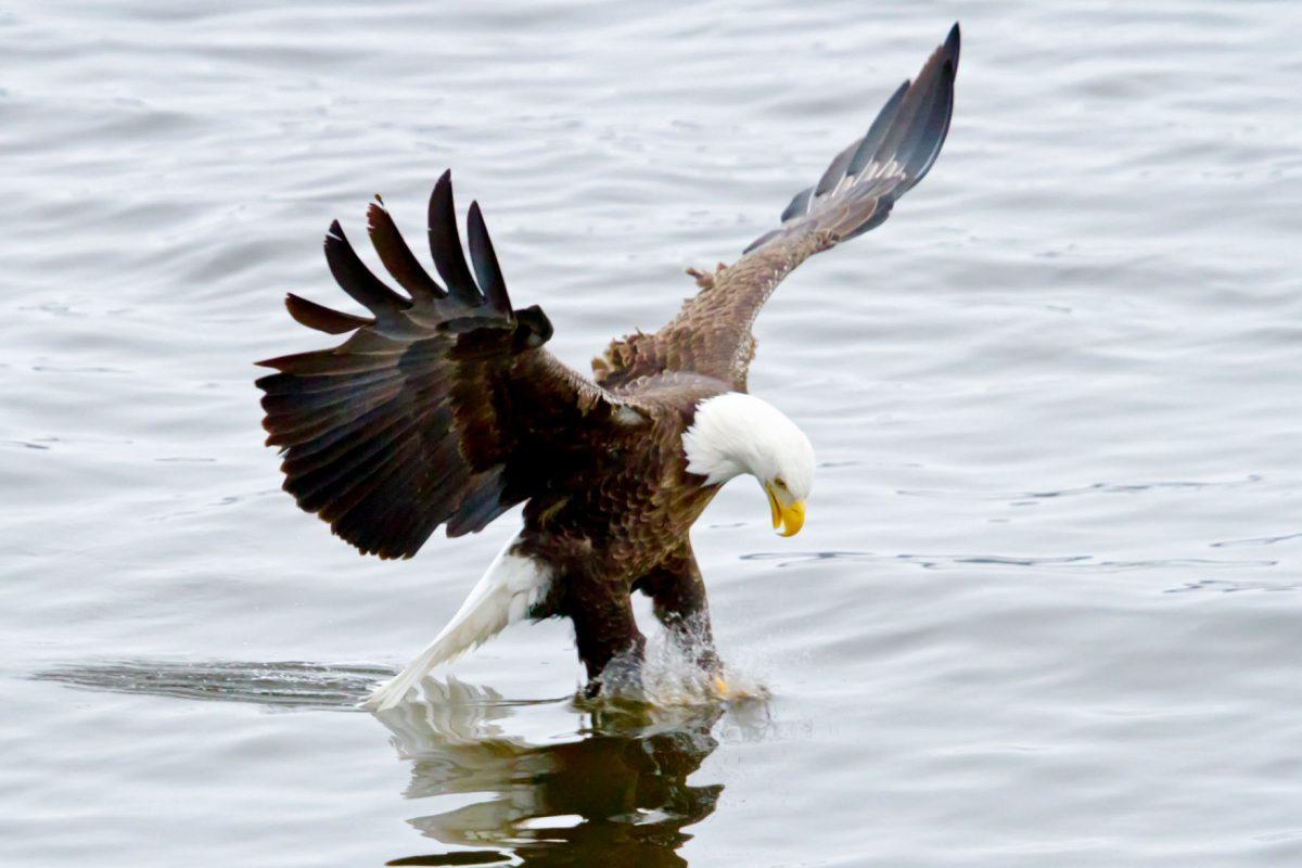 Ted Simons, a professor in the department of applied ecology and forestry, is working to test technology that provides precise tracking of bald eagles. The GPS tracker is a small Teflon backpack placed between the shoulders of the eagle and then nestled into its feathers.&#160;