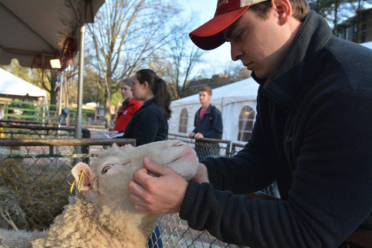 Alexanderu Pop, a senior in animal science and brother of Alpha Zeta pets "34", a Poll Dorset sheep Monday March 23, 2015 in the Brickyard as a part of Ag Awareness Week. "We try to pick animals that represent the breed...you can see that the Poll Dorset is going to be very wooly." Photo by Chris Rupert