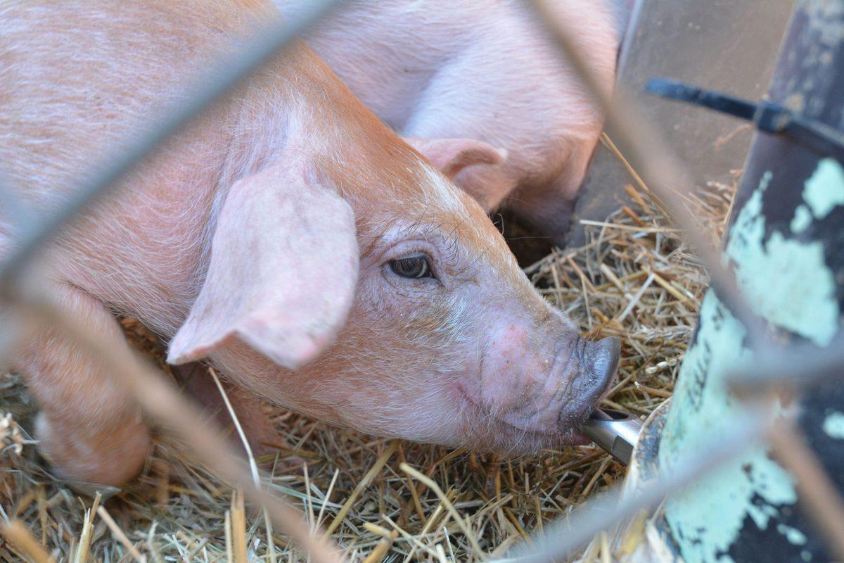 A young pig takes a drink of water March 23, 2015 on the Brickyard during Ag Awareness Week. Ag Awareness Week is sponsored by Alpha Zeta and aims to promote awareness of agriculture in North Carolina. Photo by Chris Rupert