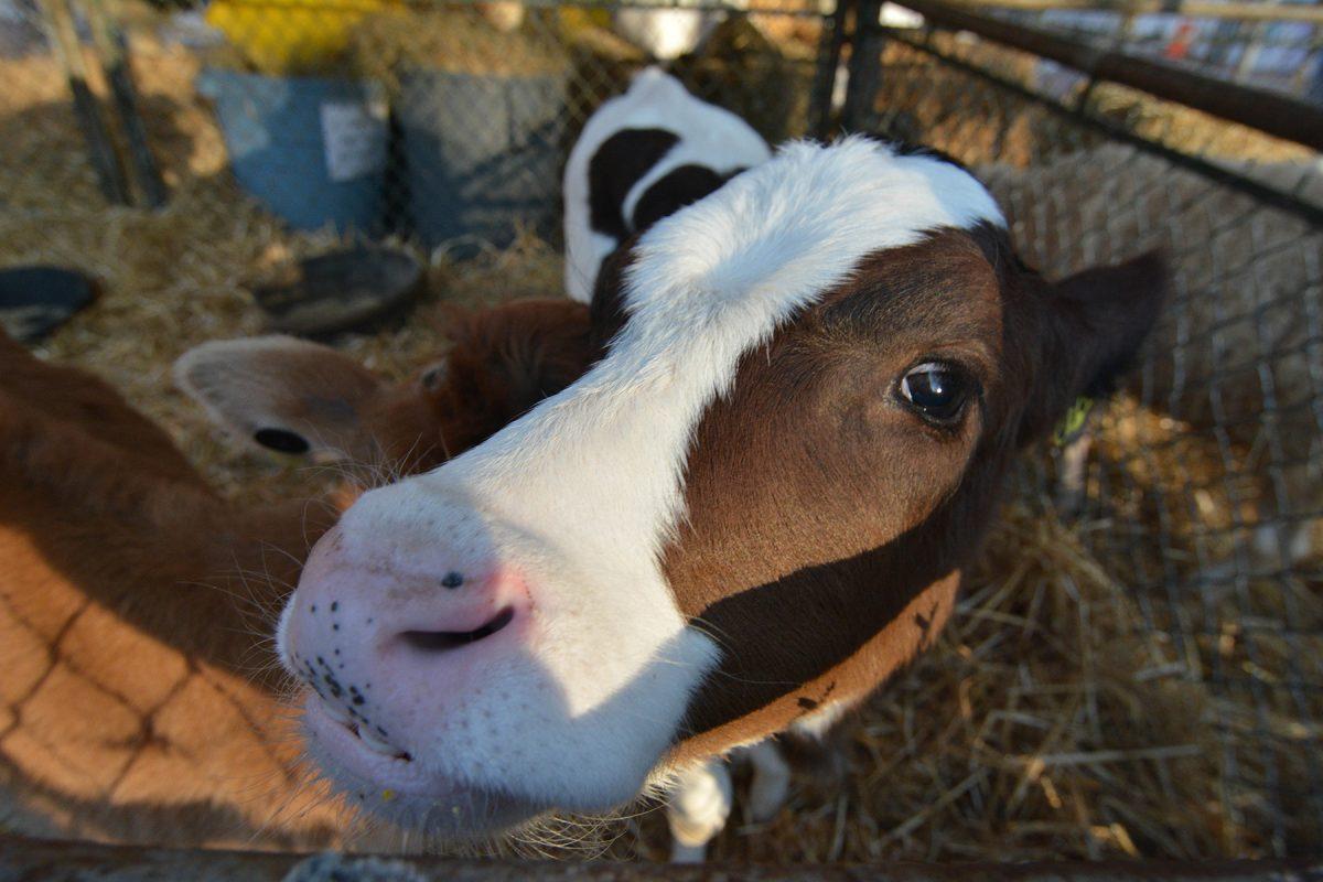 Lila, a Holstein calf turns around March 23, 2015 on the Brickyard during Ag Awareness Week. Ag Awareness Week is sponsored by Alpha Zeta and aims to promote awareness of agriculture in North Carolina. Photo by Chris Rupert