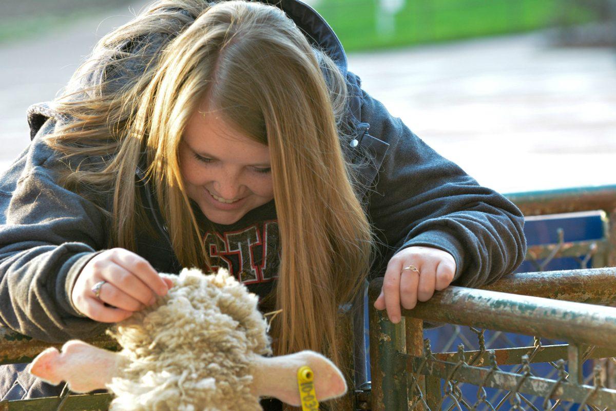 Kaitlyn Moody, a sophomore in plant and soil science pets "34", a Poll Dorset sheep. Moody and her family own Lake Country Alpacas and are exhibiting them as part of Ag Awareness Week. Photo by Chris Rupert