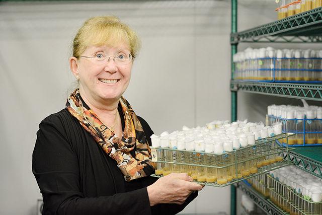 Trudy Mackay, PhD, a professor of biological sciences and an associate member of entomology, holds a tray containing insect specimens in different conditions. She is also a recipient of the Alexander Quarles Holladay Medal for Excellence for 2015. "It feels wonderful to have received the award. It is the highest honor the university bestows. Dr. Schal and I are both members of the Keck Center for Behavioral Biology and it is really cool that both of us won at the same time," she said.