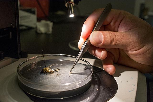 Queen &amp; Disease Clinic Technician Deniz Chen dissects a honeybee drone April 14 in Thomas Hall. The Queen &amp; Disease Clinic provides a broad range of analytical tests that can be conducted to evaluate the reproductive proficiency of queens and drones and overall colony health. "Because there is only one queen per hive and she is the sole egg-layer of the colony, how good she is is really important for the colony productivity. We can use the same techniques we use in our research to see how well-mated she is and how productive she is going to be. We offer this service to beekeepers all across the country who want to gauge their queens to see how good they are," said David Tarpy, professor of entomology and extension apiculturist.