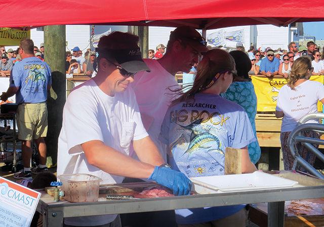Gavin Stone/Technician
Jeff Buckel, a professor at NC State&#8217;s College of Veterinary Medicine, takes a tissue sample from a dolphin fish that was caught on the first day of the Big Rock Tournament on Monday. The dolphin tissue will be sent off to the University of Southern Mississippi as part of a study on the genetic links between fish populations across the Atlantic and the Mediterranean.&#160;