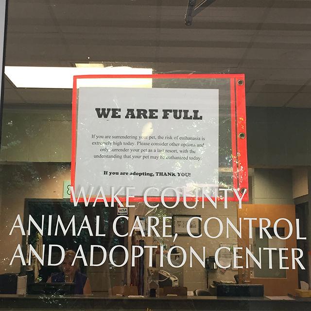 Wake animal shelter warns of euthanasia due to overcapacity
