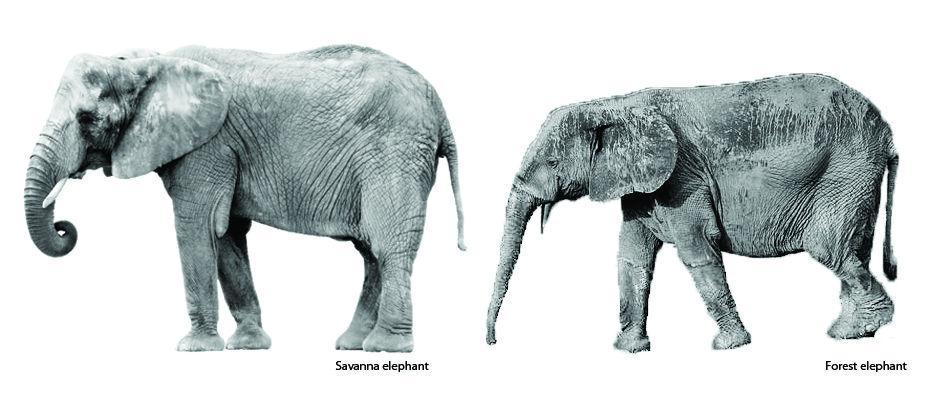 Elephants come in all sizes