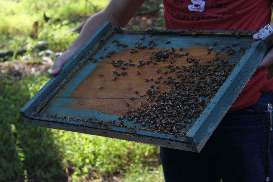 Bees