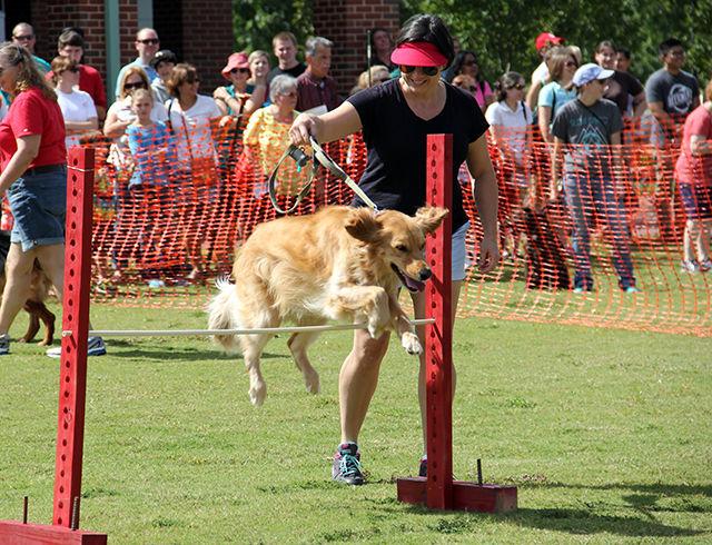 Sarah Allen instructs Rosie, a Golden Retriever during the BIG Dog High Jump competition during the 24th Annual Dog Olympics at the NC State University College of Veterinary Medicine on Saturday, September 19, 2015. Rosie managed to make the highest jump and won the competition.