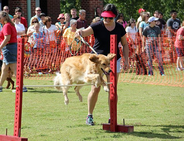 Sarah Allen instructs Rosie, a Golden Retriever during the BIG Dog High Jump competition during the 24th Annual Dog Olympics at the NC State University College of Veterinary Medicine on Saturday, September 19, 2015. Rosie managed to make the highest jump and won the competition.