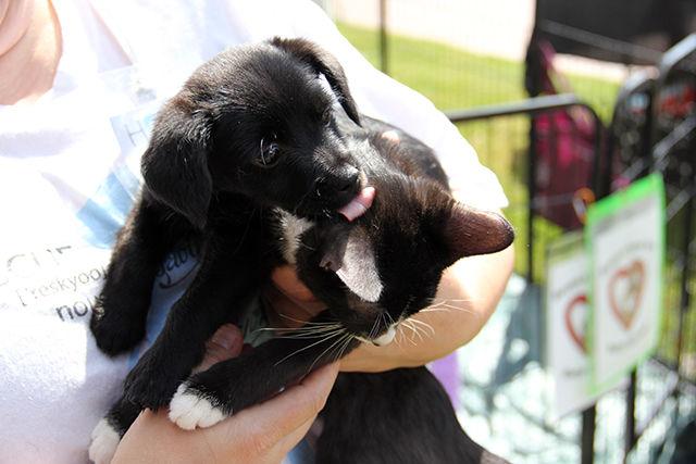 Swan, an eight week old Terrior Mix puppy plays with marvel, a 12 weeks old kitten during the 24th Annual Dog Olympics at the NC State University College of Veterinary Medicine on Saturday, September 19, 2015. Swan and Marvel were fostered together by their foster Mom, Jamie at the Hope Animal rescue.