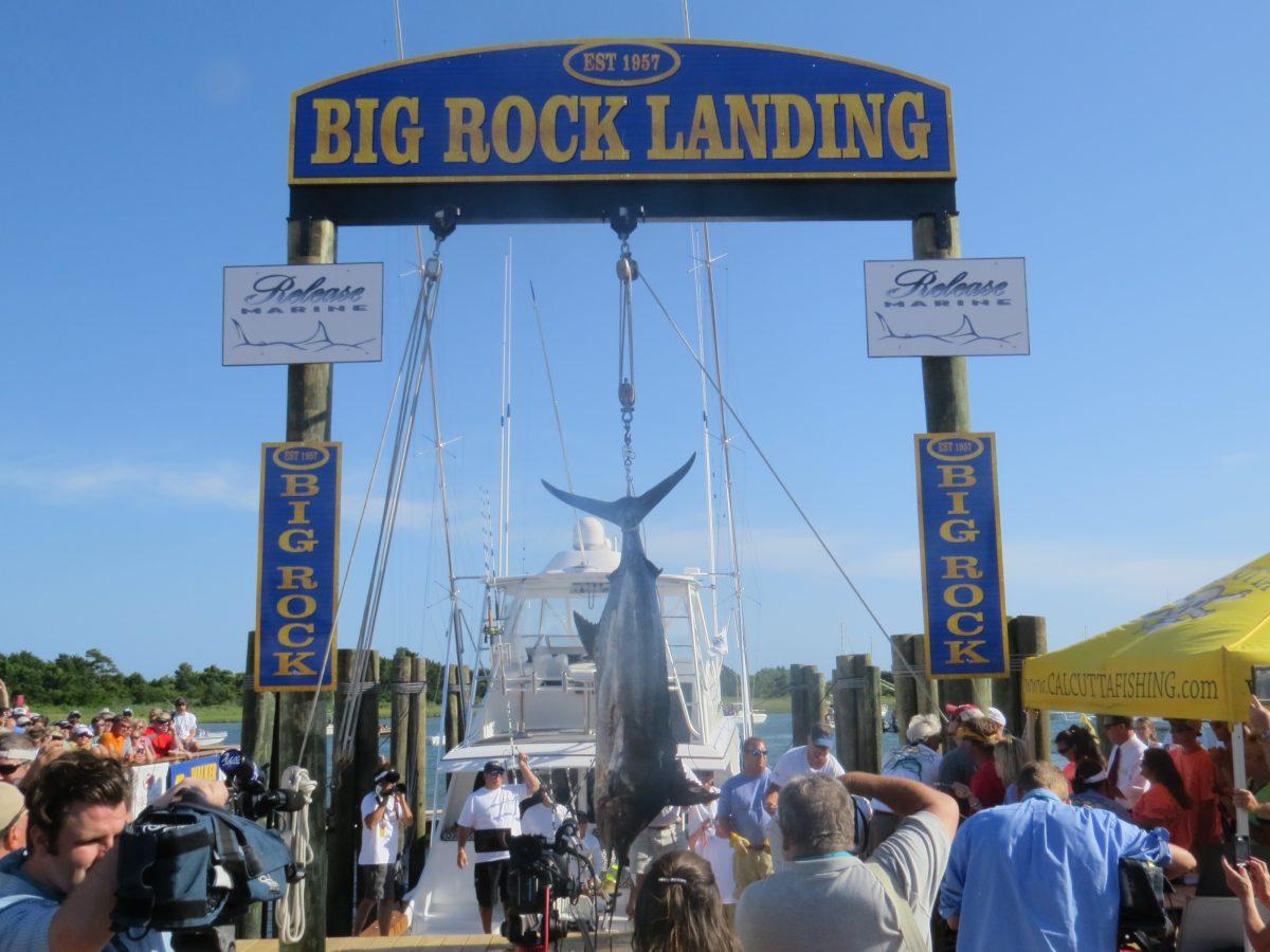 Fisherman weigh a blue marlin caught in the Big Rock fishing tournament last summer in Morehead City, NC. The Big Rock is just one of the fishing tournaments that turn their caught fish to CMAST to study feeding ecology, track migration habits and measure water toxins present in the bodies of the fish brought to the dock.