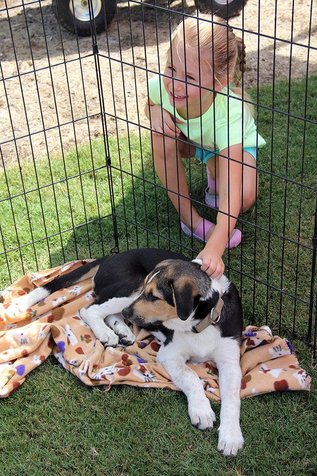 Ava Miller enjoys patting Dill-Pickle, a 3 months old anatolian shepherd mix rescue dog during the 24th Annual Dog Olympics at the NC State University College of Veterinary Medicine on Saturday, September 19, 2015.