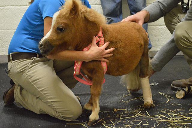 Tinkerbell has her hind legs checked six weeks after a fetlock joint surgery occured at the College of Veterinay Medicine, on Friday, September 18, 2015.