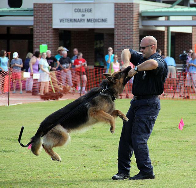 Phil Humphries demonstrates how Robby, an Australian German Shepherd, is trained to attack a possible suspect during the 24th Annual Dog Olympics at the NC State University College of Veterinary Medicine on Saturday, September 19, 2015. Phil has been a dog trainer for Cary Police Department's K9 unit for past 14 years.