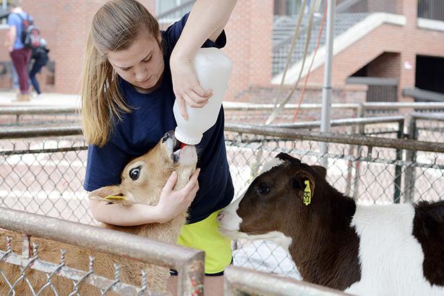 Baby cows are fed water in their feeding bottles by Audrey Earnhardt, a sophomore in animal science, on the Brickyard during Alpha Zeta Agriculture Honor Fraternity during Agriculture Awareness week. It is an annual event sponsored by the fraternity that promotes awareness and appreciation of agriculture on campus. It took place on March 26, 2015 on the Brickyard.&#160;