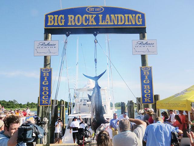 Fisherman weigh a blue marlin caught in the Big Rock Tournament in Morehead City, NC this summer. The Big Rock is just one of the fishing tournaments that turn their caught fish over to CMAST to study the&#160;feeding ecology, &#160;track migration habits and measure water toxins&#160;of the fish brought to the dock.&#160;