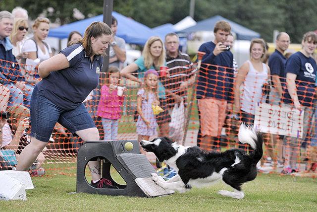 A boarder collie grabs a tennis ball during a flyball race at the 23rd Annual Dog Olympics at the N.C. State Vet School Saturday, September 13, 2014. The Dog Olympics featured different events ranging from flyball to longest tail.&#160;