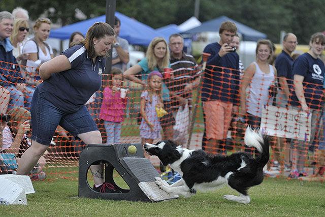 A boarder collie grabs a tennis ball during a flyball race at the 23rd Annual Dog Olympics at the N.C. State Vet School Saturday. The Dog Olympics featured different events ranging from flyball to longest tail.&#160;