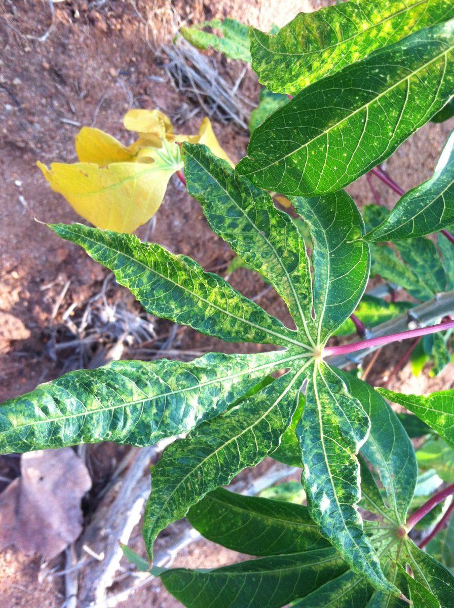 A leaf of the Cassava plant. Cassava is a staple crop throughout East Africa and South America.&#160; Plants infected with Cassava Mosaic Disease begin to show changes in the coloring of the leaves.