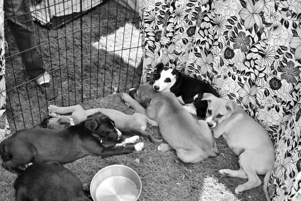 Pile of puppies