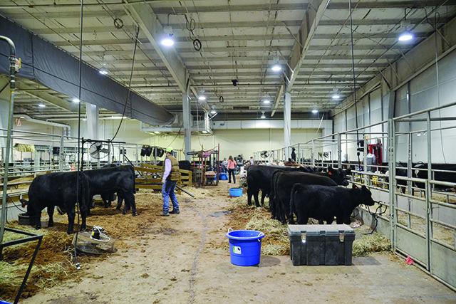 The North Carolina State University Agricultural Department showcased cows from all over North Carolina's farms at the NC State Fair. They're housed in one of the buildings at the fairgrounds for the annual event and help teach about agriculture in today's society.