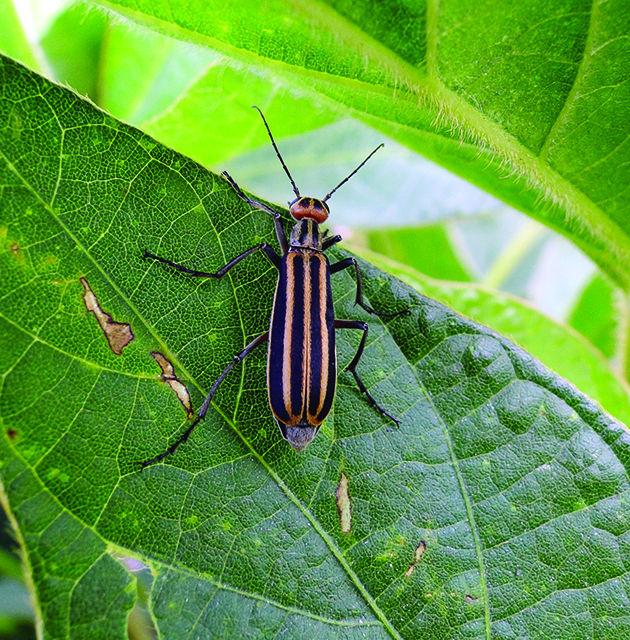 The Striped Blister Beetle releases a toxin for protection that can contaminate bales of alfalfa and poison a full grown horse in high doses. This toxin is believed to be the cause of death of five horses in North Carolina this past September.