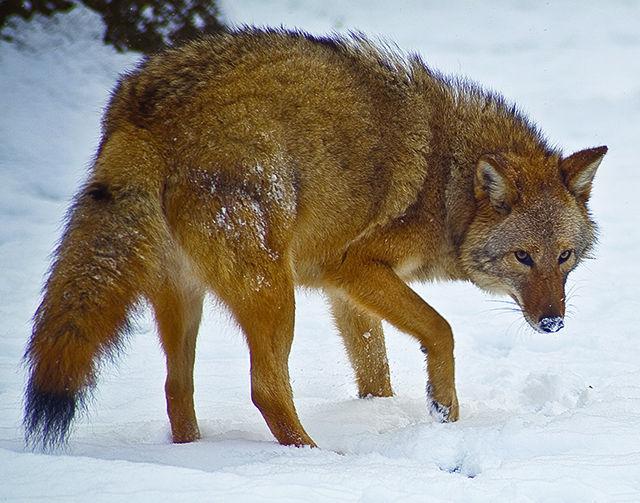 Genetic hybridization has led coyotes, wolves and dogs to form a sub-species that many people refer to as the &#8220;coywolf,&#8221; though Roland Kays, a research associate professor in the NC State Department of Forestry &amp; Environmental Resources, said he prefers to call the predator the &#8220;eastern coyote&#8221; to avoid confusion.