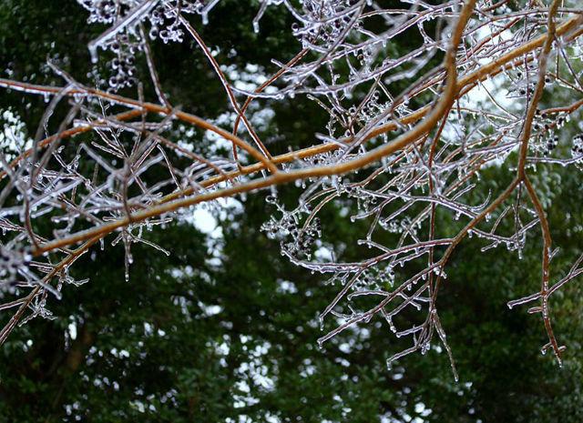 Icicles form on trees because of the cold.