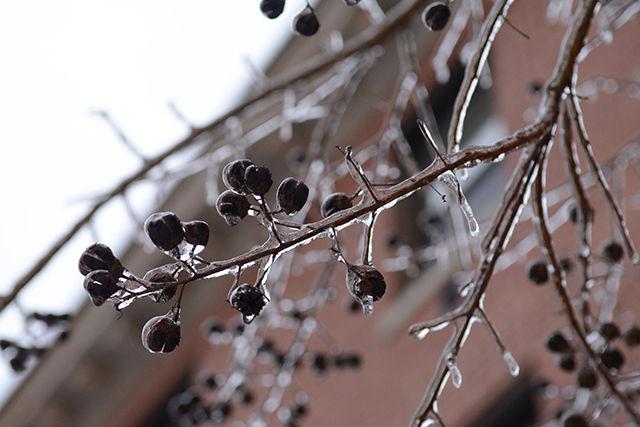Water froze around dried buds and branches on trees all around campus to form a glossy coat around everything.