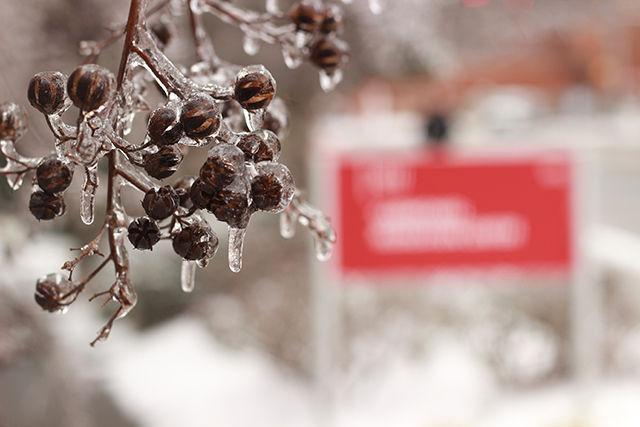 Water froze around dried buds and branches on trees all around campus to form a glossy coat around everything.