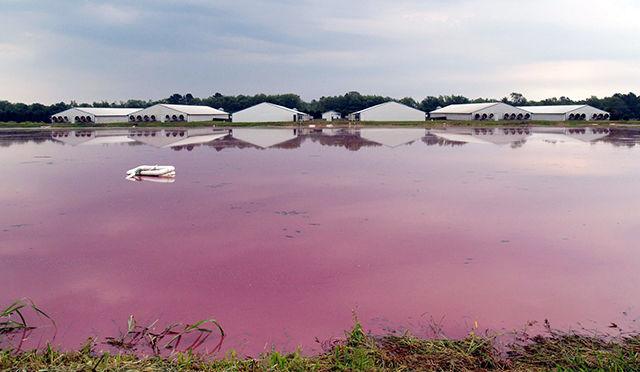 Hog waste causes environmental, socioeconomic disasters