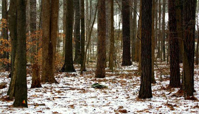The woods around Lake Raleigh were covered in snow on Jan 22.&#160;