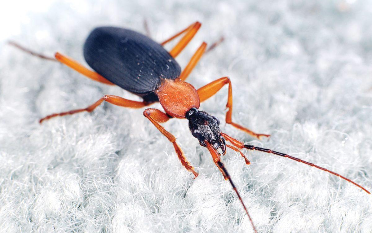 A recent study found that ground beetles are one of the many creatures hiding within your home. More than 10,000 specimens were found, and about 579 morphospecies were identified in the study conducted by NC State, the California Academy of Sciences and the North Carolina Museum of Natural Sciences.