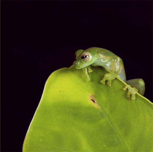 Emerald Glass Frog, Espadarana prosoblepon, from the Choco rainforests of Colombia.