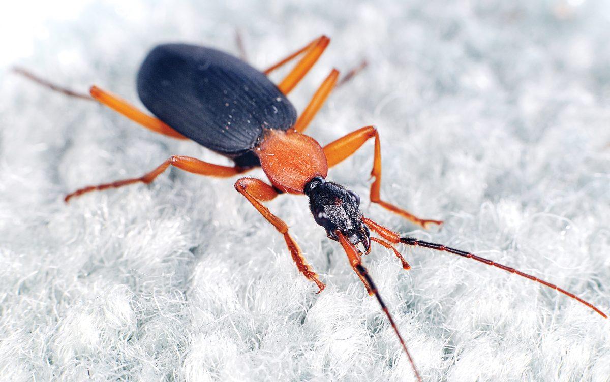A recent study found that ground beetles are one of the many creatures hiding within your home. More than 10,000 specimens were found, and about 579 morphospecies were identified in the study conducted by NC State, the California Academy of Sciences and the North Carolina Museum of Natural Sciences.