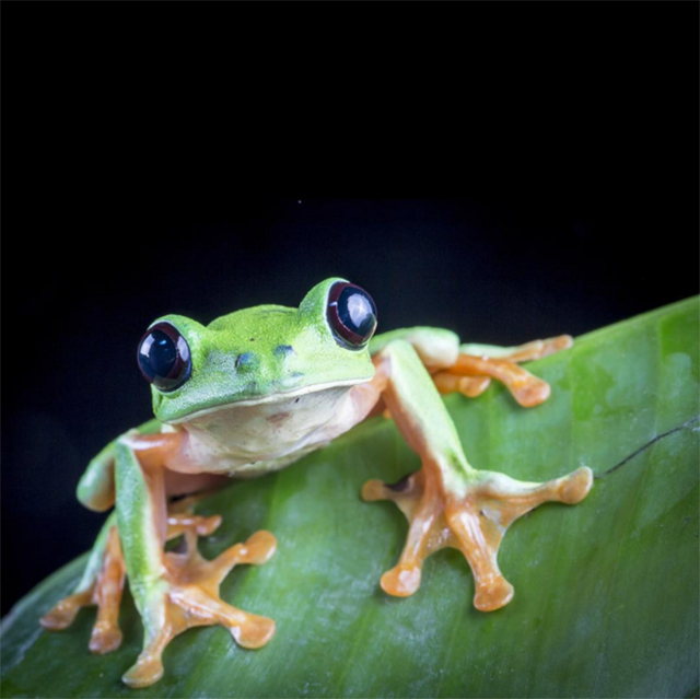 Critically Endangered Black-eyed Leaf Frog