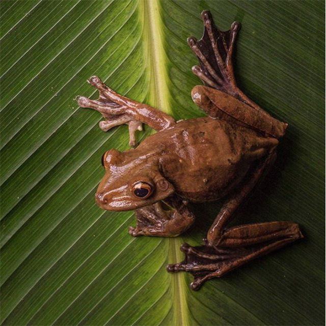 An Amazon Gladiator Frog photographed in the Cocobolo Nature Reserve of Panama.