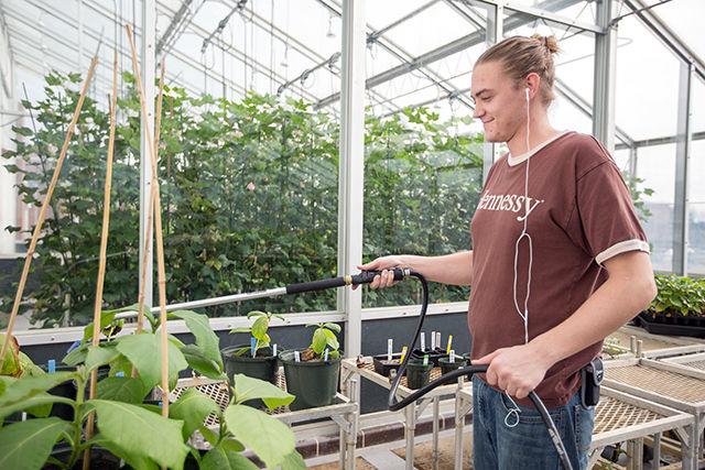 A botanist waters plants inside of one of the greenhouses inside of the Phytotron. There are 57 growth chambers within the Phytotron as well as five greenhouses. Research includes studying crops, insect research and other projects.
