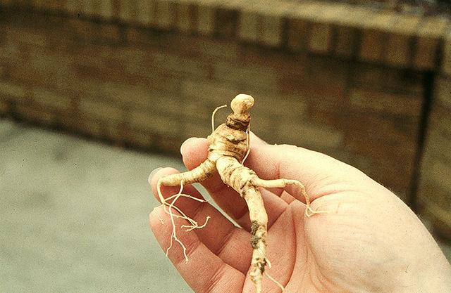 A root of a ginseng plant from North Carolina. The roots can fetch as much as $500-$1,000 per pound. The harvest of wild ginseng is illegal, but the high price opens up a black market to the plant.