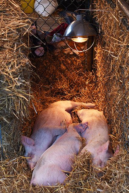 Notorious P.I.G., Missy Elliot and Foxy Brown lie asleep in their pen between bales of hay on Tuesday in the Brickyard. The pigs are a part of an exhibit during Ag Awareness Week, hosted by Alpha Zeta fraternity.
