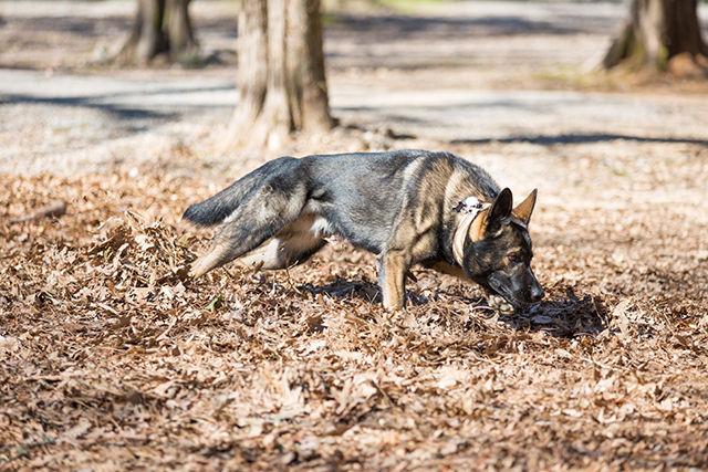 Dr. Cat Warren, an English professor at NC State and author of "What The Dog Knows", conducts a training exercise with her dog, Jaco in Pullen Park. In the training exercise, Jaco found training material in a mason jar that was buried in leaves, as well as one which was strapped to the side of a fence post. Jaco follows the cloud of scent the training material emits, however faint, down to its source. Jaco's job is to tell his handler, Dr. Warren, that he has detected the scent of human remains. His reward is a game of tug with a tennis ball on a string.