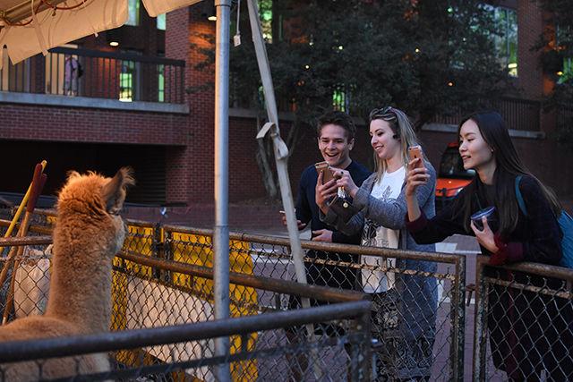 Alex Monaco, a sophomore studying philosophy, Andrea Cooper, a sophomore studying communication, and Hui Sung, a junior studying chemical engineering, take pictures of Smooth the alpaca on Tuesday during Ag Awareness Week, hosted by Alpha Zeta. The students saw the alpacas when walking through the Brickyard.
