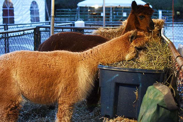 Smooth and Hercules, alpacas, eat hay in their pen Tuesday in the Brickyard during Ag Awareness Week, hosted by Alpha Zeta fraternity.