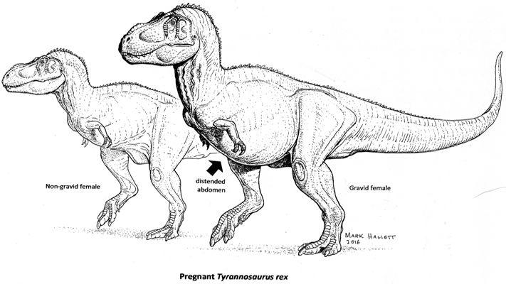 An illustration shows the differences in abdomen size between a non-gravid and gravid female Tyrannosaurus rex. Paleontologists at NC State and the North Carolina Museum of Natural Sciences have recently discovered a sex-linked trait which can help determine the sex of the dinosaur.