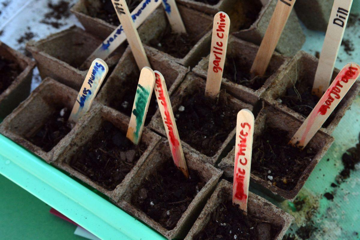 Different types of herbs and plants sit ready for people to take and raise on their own. This was one of the many different freebies tables were handing out at the Earth Fair in the Brickyard on Wednesday Apr. 13, 2016.