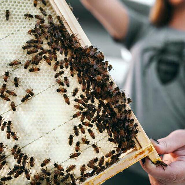 Leigh-Kathryn Bonner holds a frame of a beehive. She is a fourth-generation beekeeper who grew up around bees while visiting her grandfather&#8217;s farm in Eastern North Carolina.