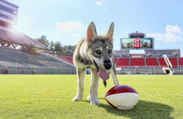 Tuffy II in training: new pup learns old tricks